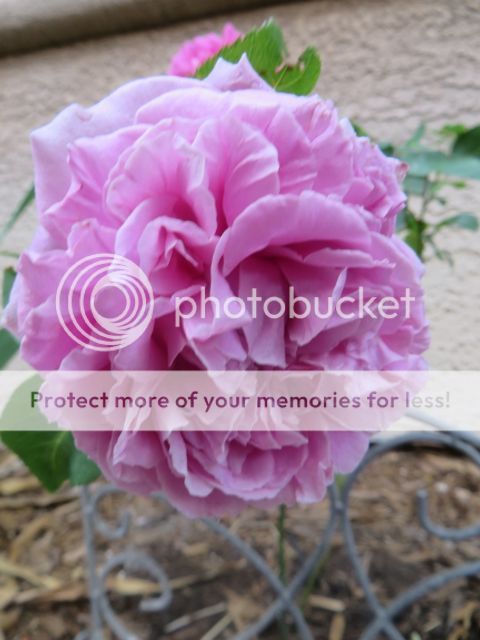 Paul Neyron photo PaulNeyronNGPS_zps30f301c1.jpg